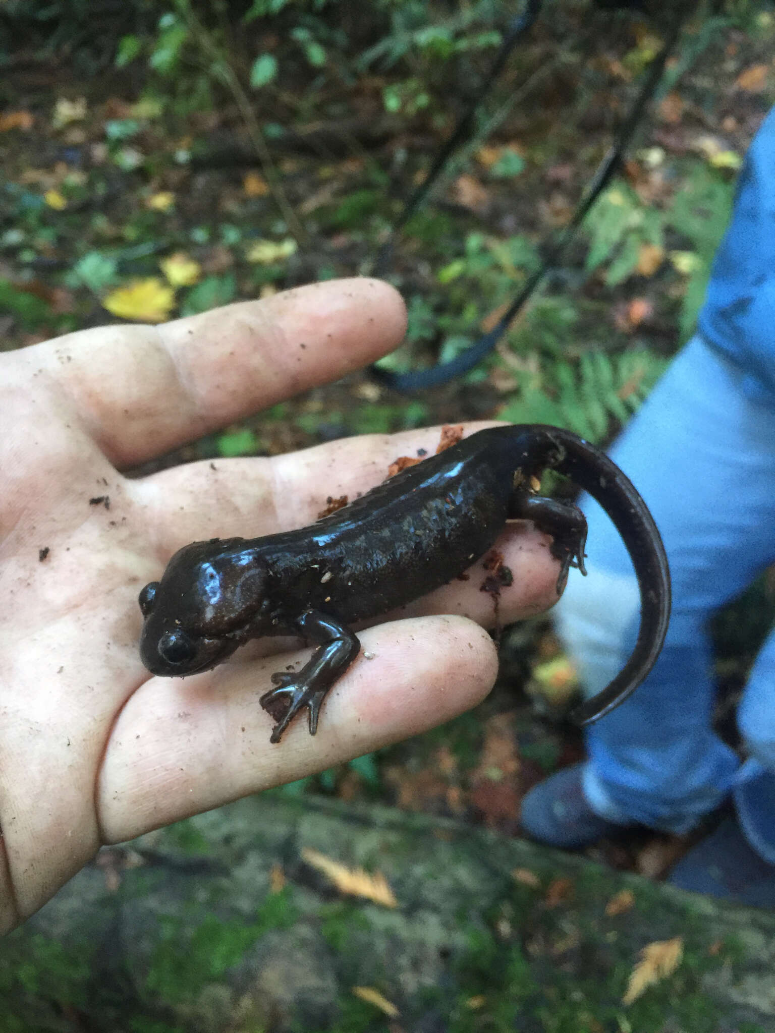 Image of Northwestern Salamander