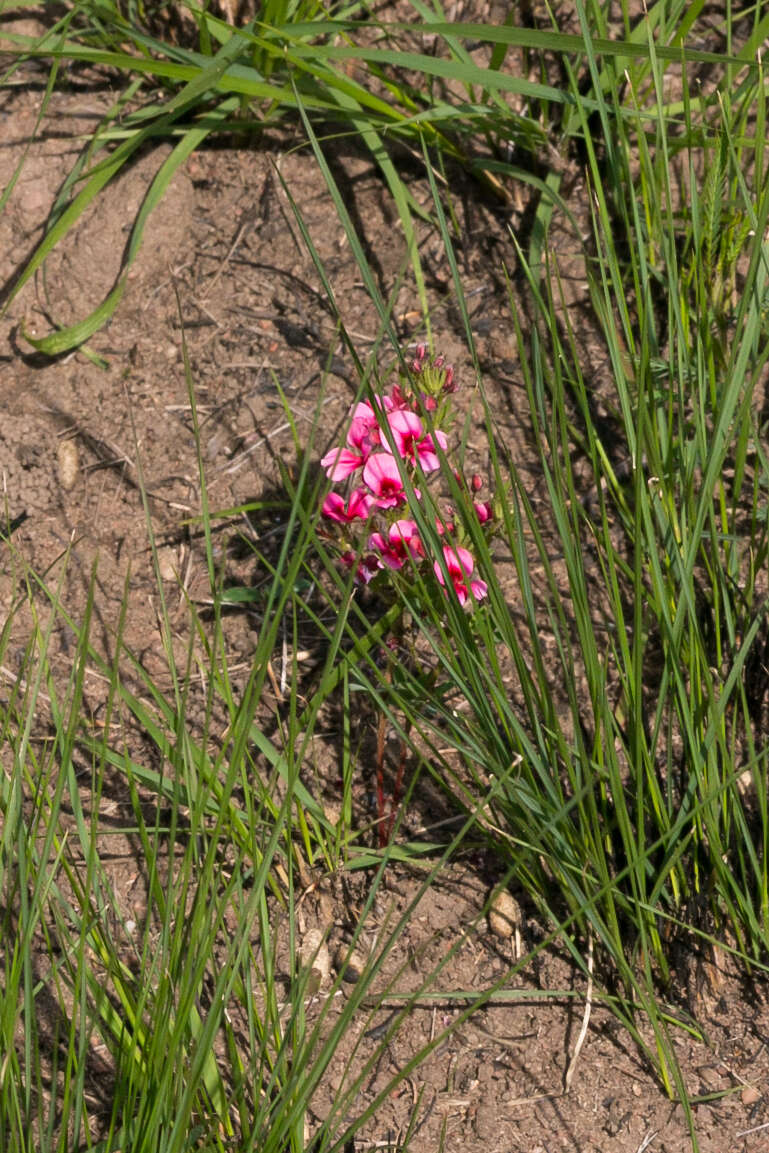 Image of Indigofera rubroglandulosa Germish.