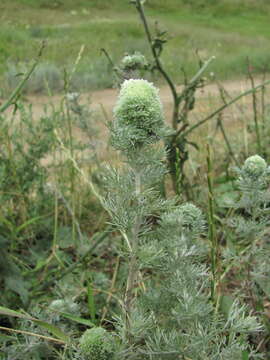 Image of Rhopalomyia saissanica (Fedotova 1999)