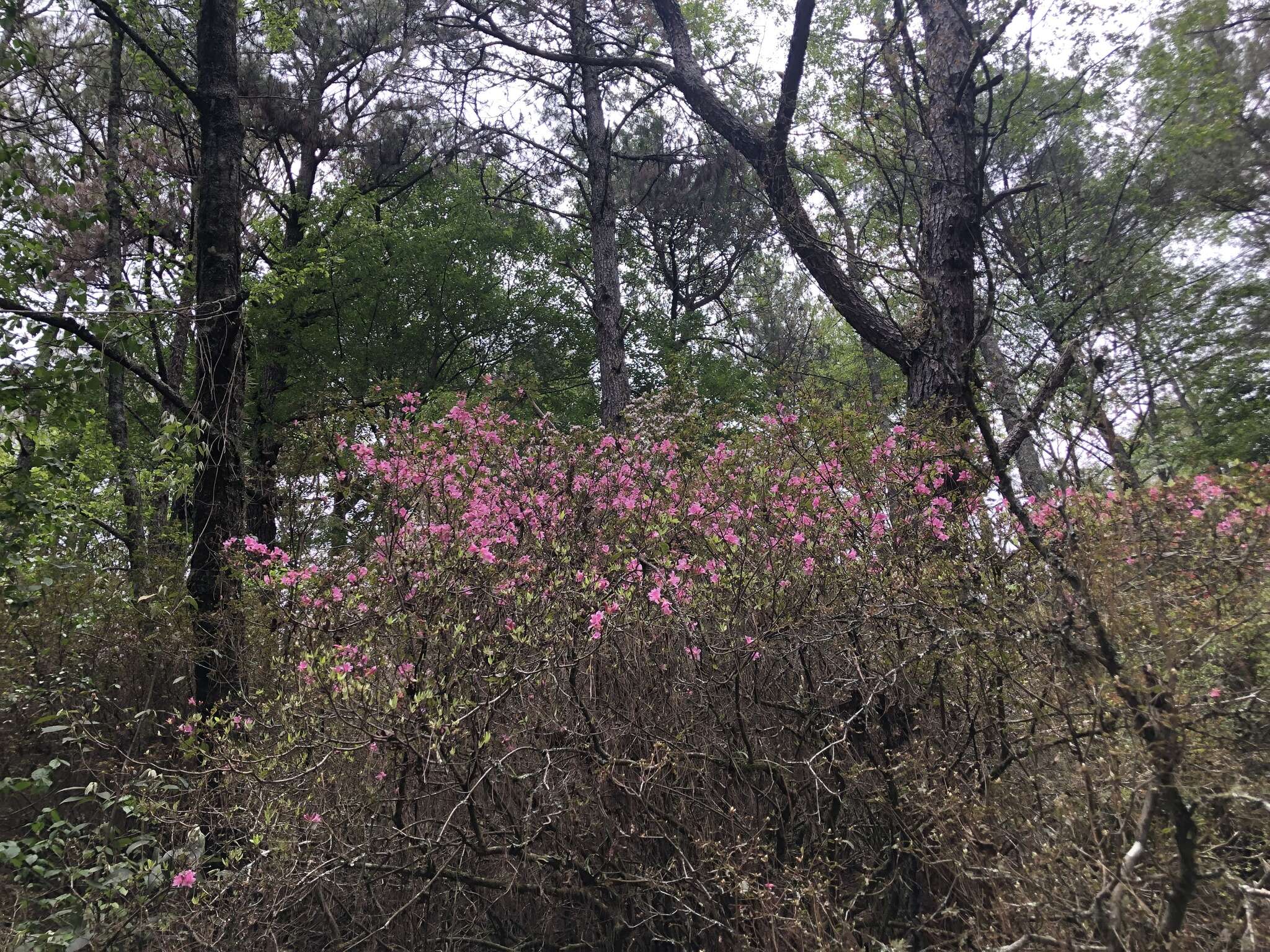 Imagem de Rhododendron rubropilosum Hayata