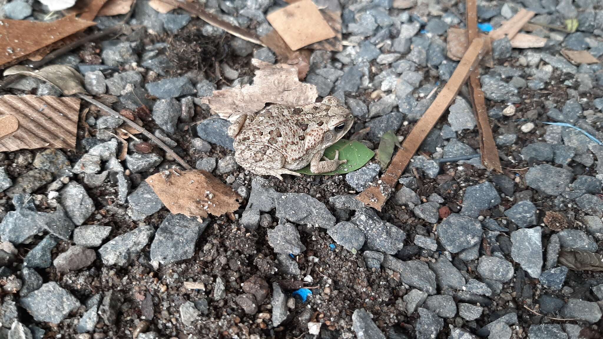 Image of Southern Round-gland Toad