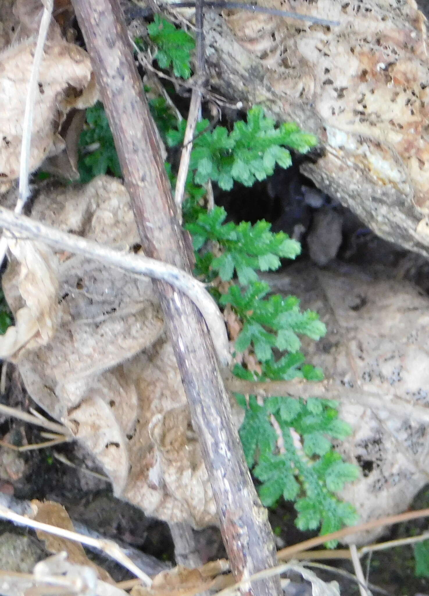 Image of Selaginella pallescens (C. Presl) Spring