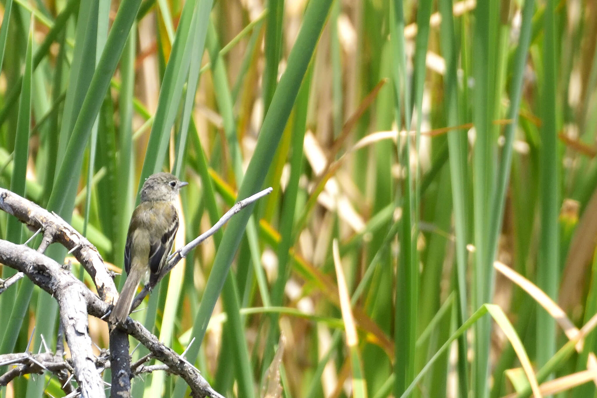 Image of White-throated Flycatcher