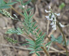 Image of elegant milkvetch