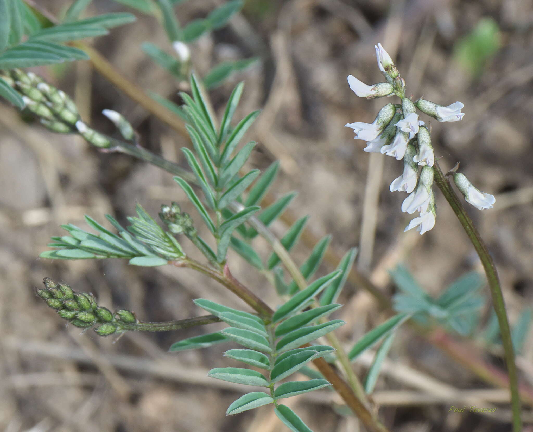 Image of elegant milkvetch