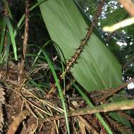 Image de Polystichum biaristatum (Bl.) Moore