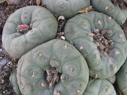 Image of Peyote