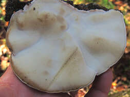 Image of Late fall polypore