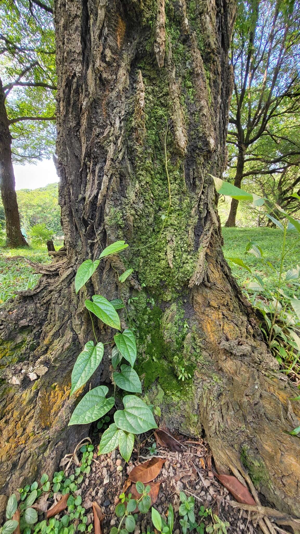 Image of Aristolochia acuminata Lam.