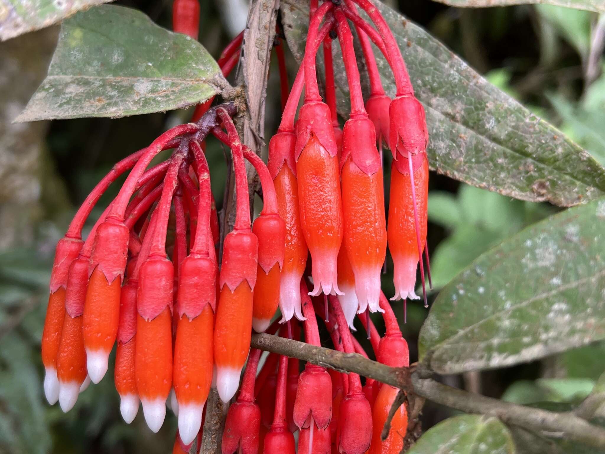 Image of Psammisia guianensis Klotzsch