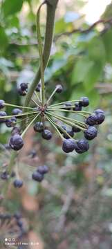 Image of Smilax bockii Warb.