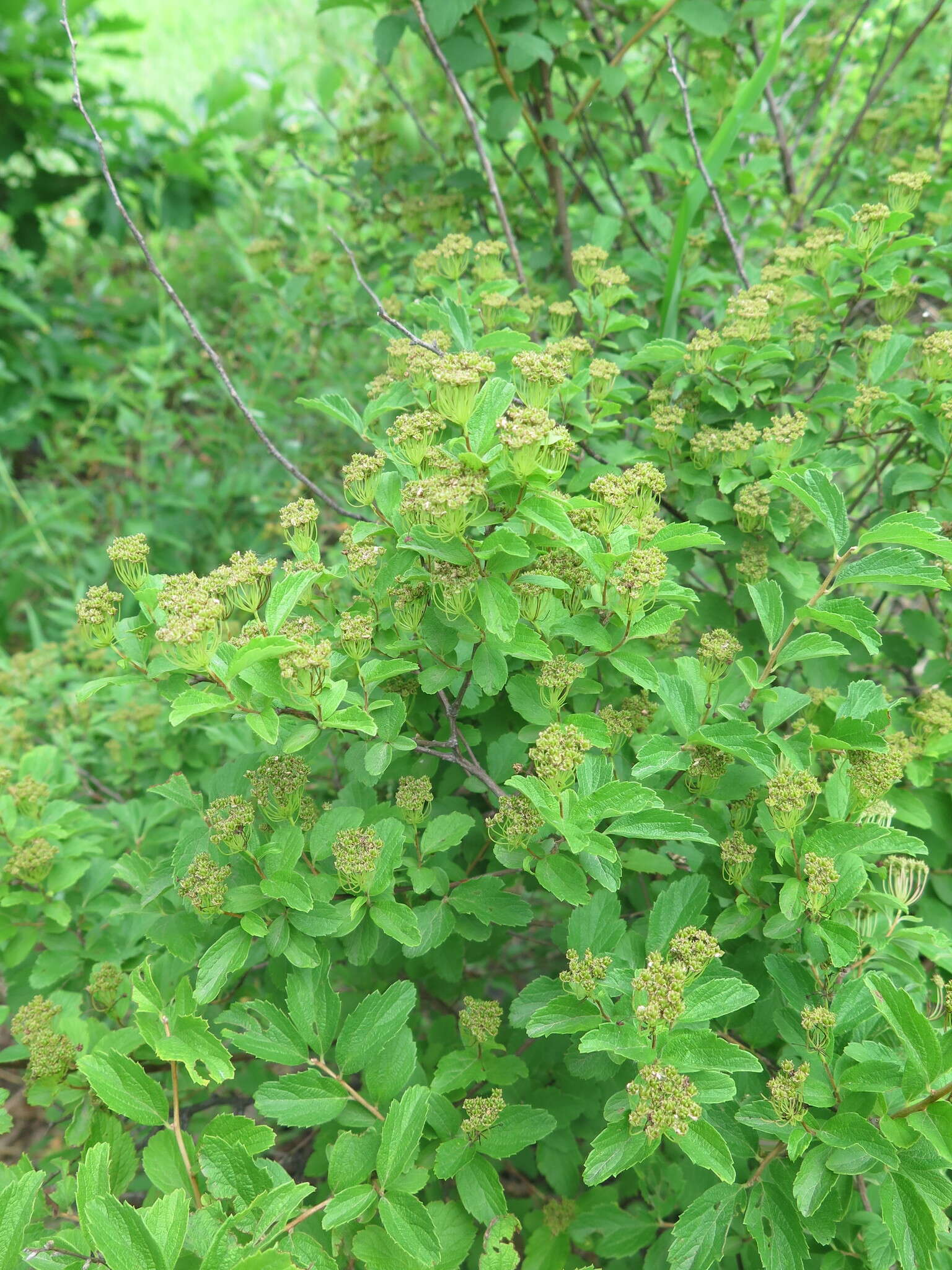 Image of Spiraea pubescens Turcz.