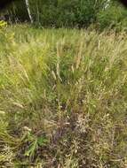 Image of Phleum pratense subsp. pratense