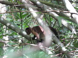 Image of Black-capped Capuchin