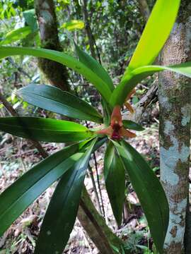 Image of Maxillaria elatior (Rchb. fil.) Rchb. fil.