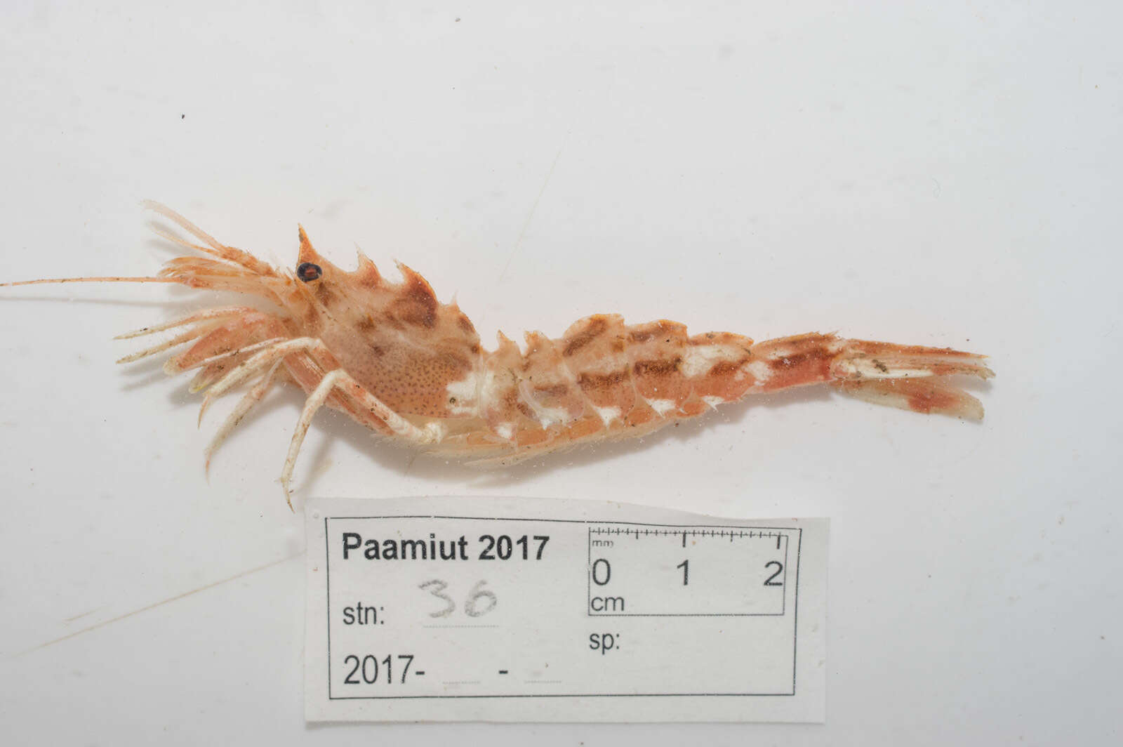 Image of warrior shrimp