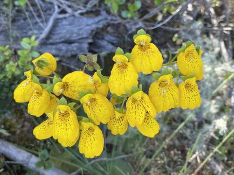 Image of Calceolaria crenatiflora Cav.