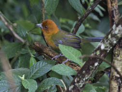 Image of Ochre-breasted Brush Finch