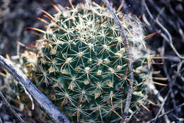 Imagem de Mammillaria mainiae K. Brandegee