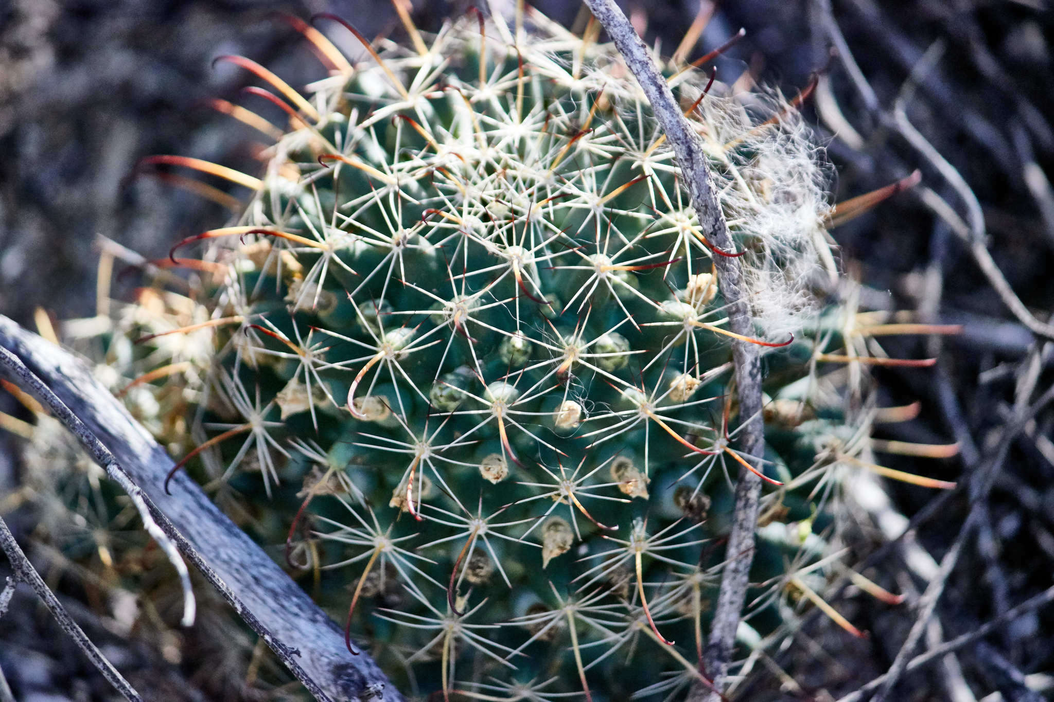 Imagem de Mammillaria mainiae K. Brandegee