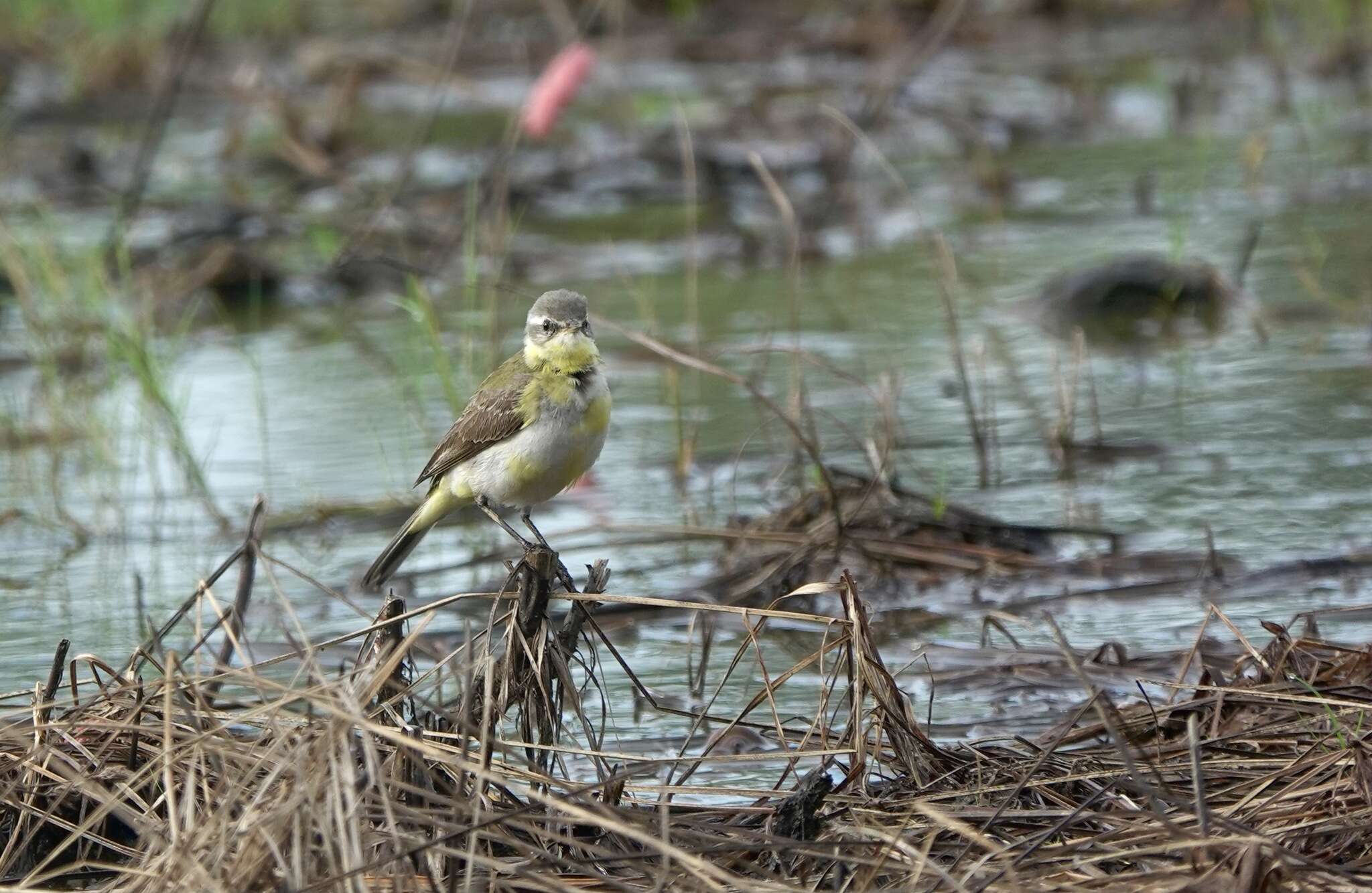 Image of Motacilla tschutschensis tschutschensis Gmelin & JF 1789