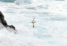 Image of White-tailed Tropicbird