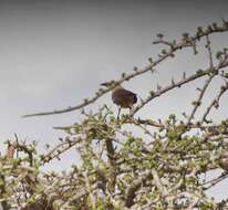 Image of Fischer's Starling