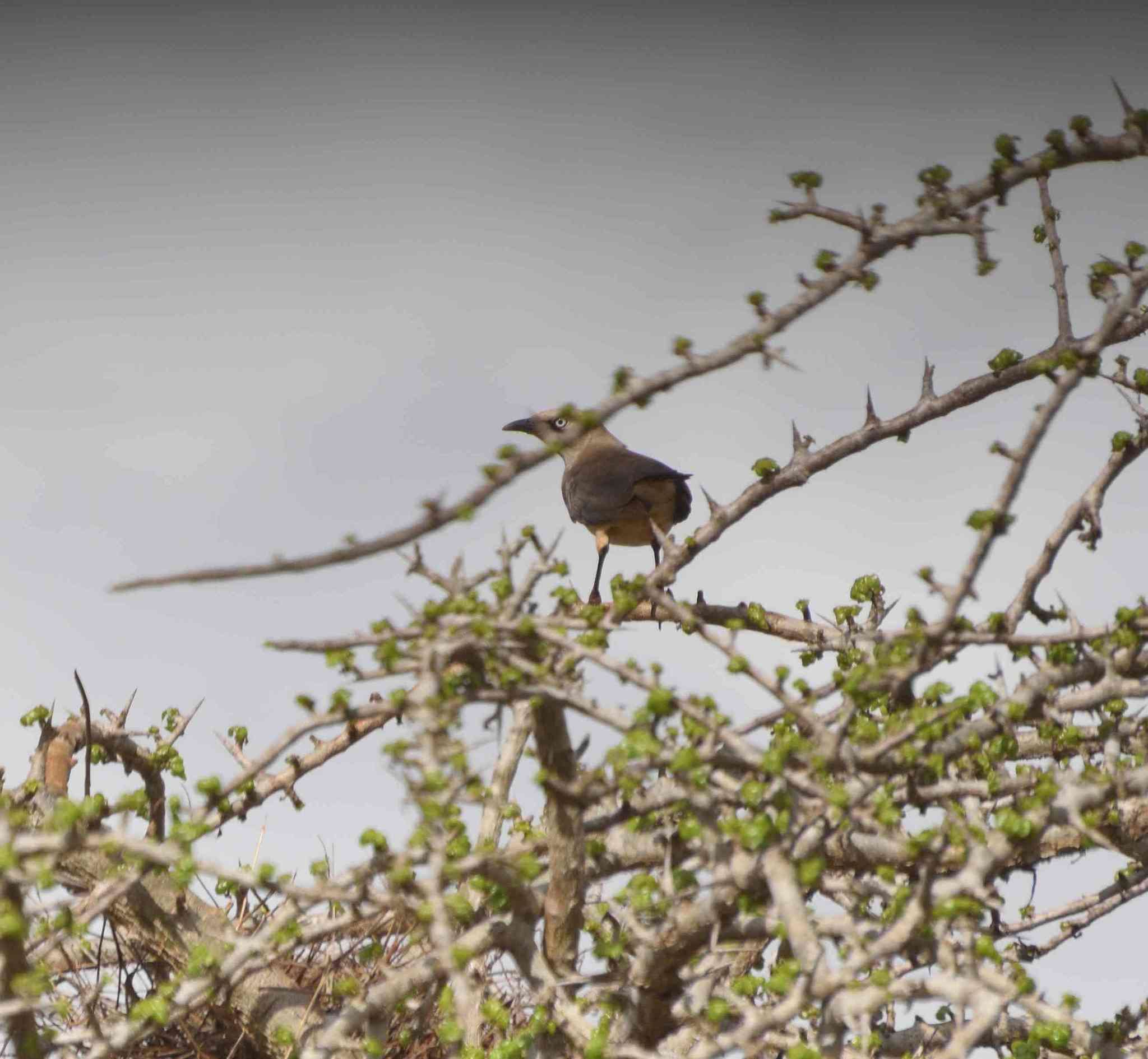 صورة Lamprotornis fischeri (Reichenow 1884)