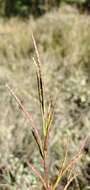 Image of Wrinkled Joint-Tail Grass