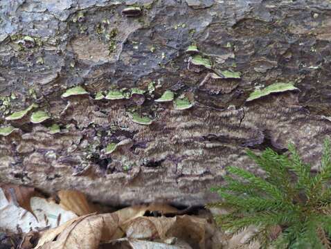 Image de Polypore du mélèze