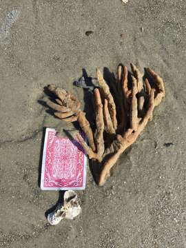 Image of mermaid's glove