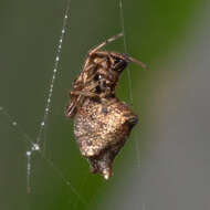 Image of Faiditus cancellatus (Hentz 1850)