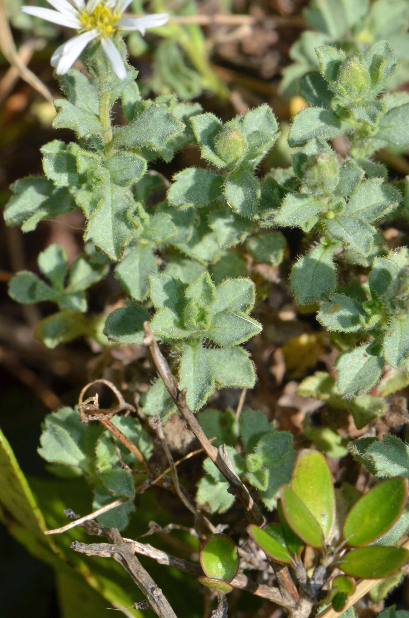 Image of Vittadinia australis A. Rich.