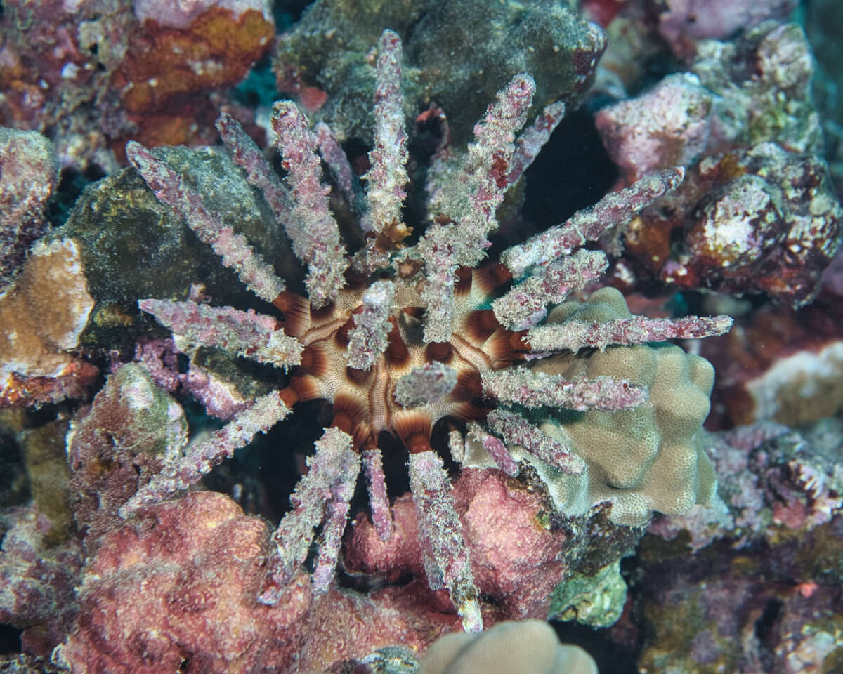 Image of blade-tipped tiara-urchin