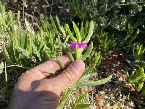 Image of Carpobrotus muirii (L. Bol.) L. Bol.