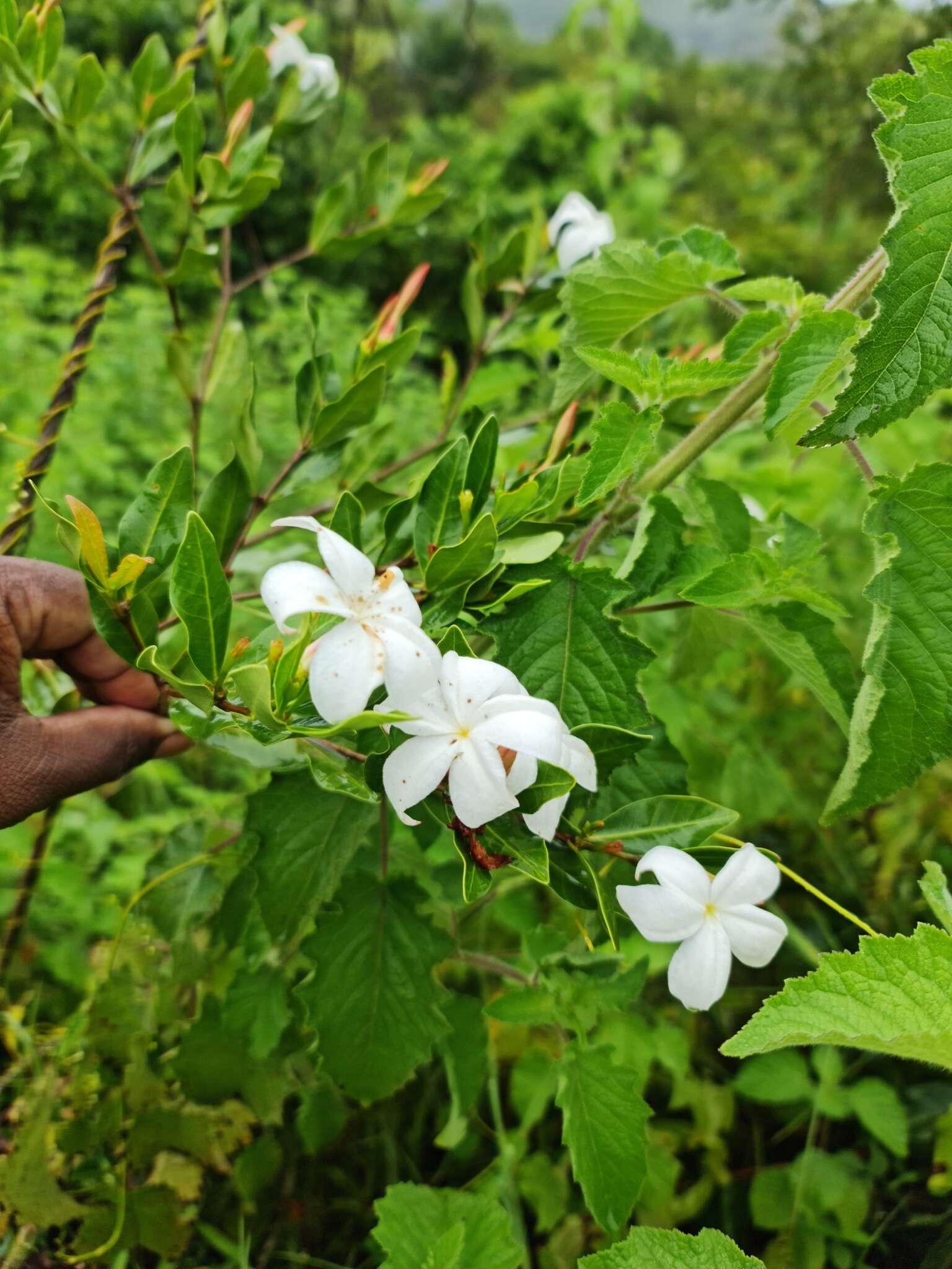 Image of Mascarenhasia lisianthiflora A. DC.