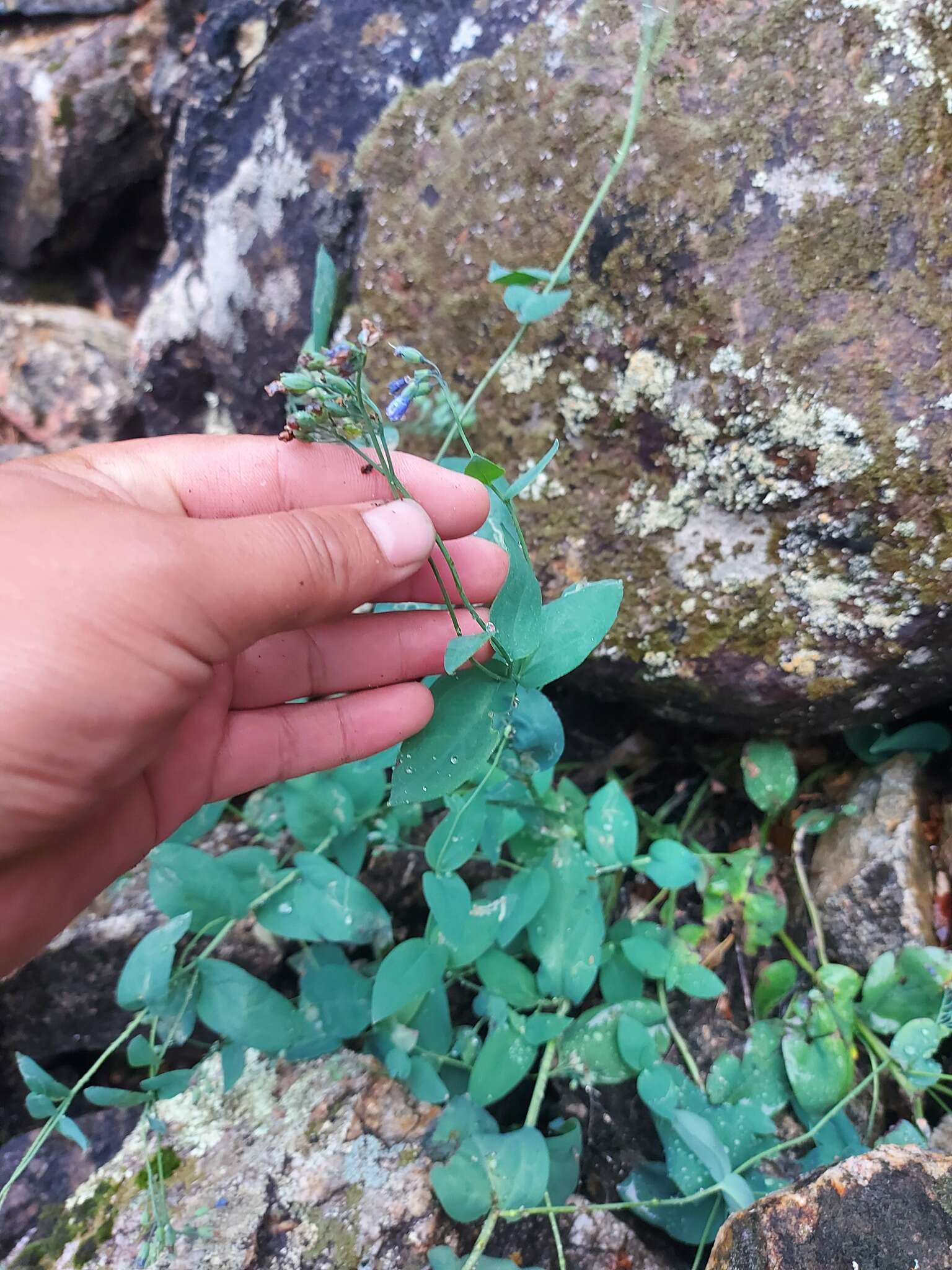 Image of Mertensia serrulata (Turcz.) DC.