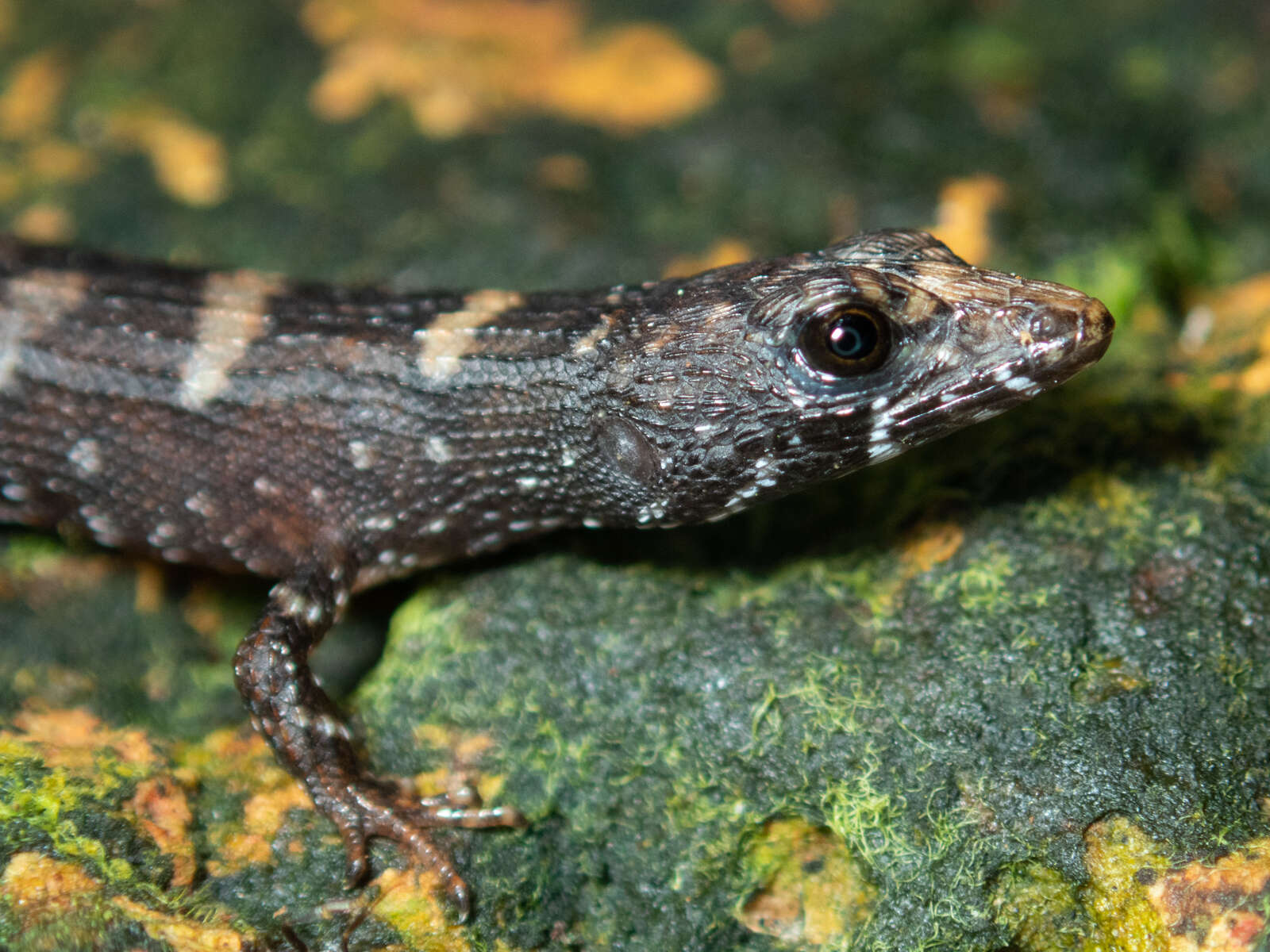 Imagem de Tropidophorus sinicus Boettger 1886