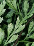 Image of Johnstone River fern