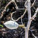 Image of Adenia cladosepala (Baker) Harms