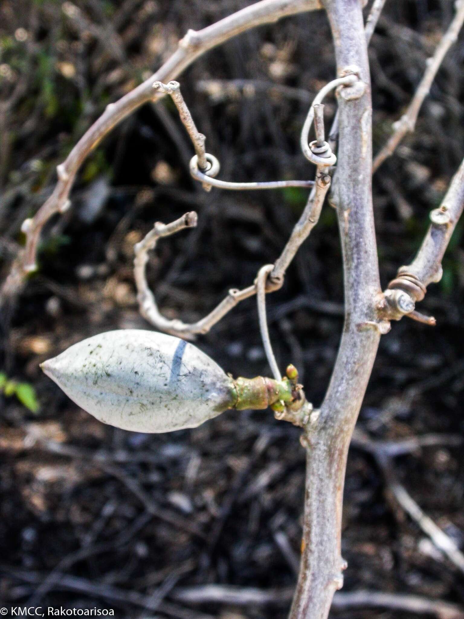 Image of Adenia cladosepala (Baker) Harms