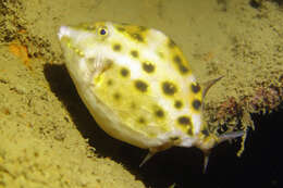 Image of Blue boxfish