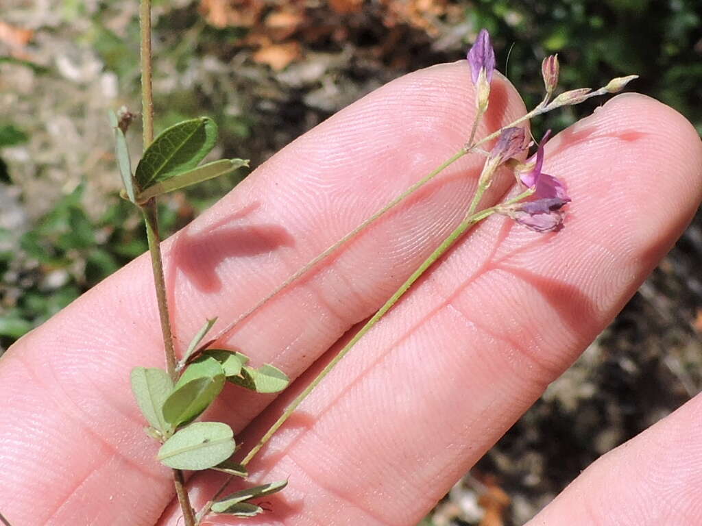 Image de Lespedeza procumbens Michx.