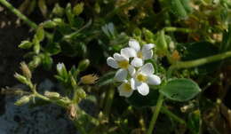 Image of Myosotis lytteltonensis (Laing & A. Wall) de Lange