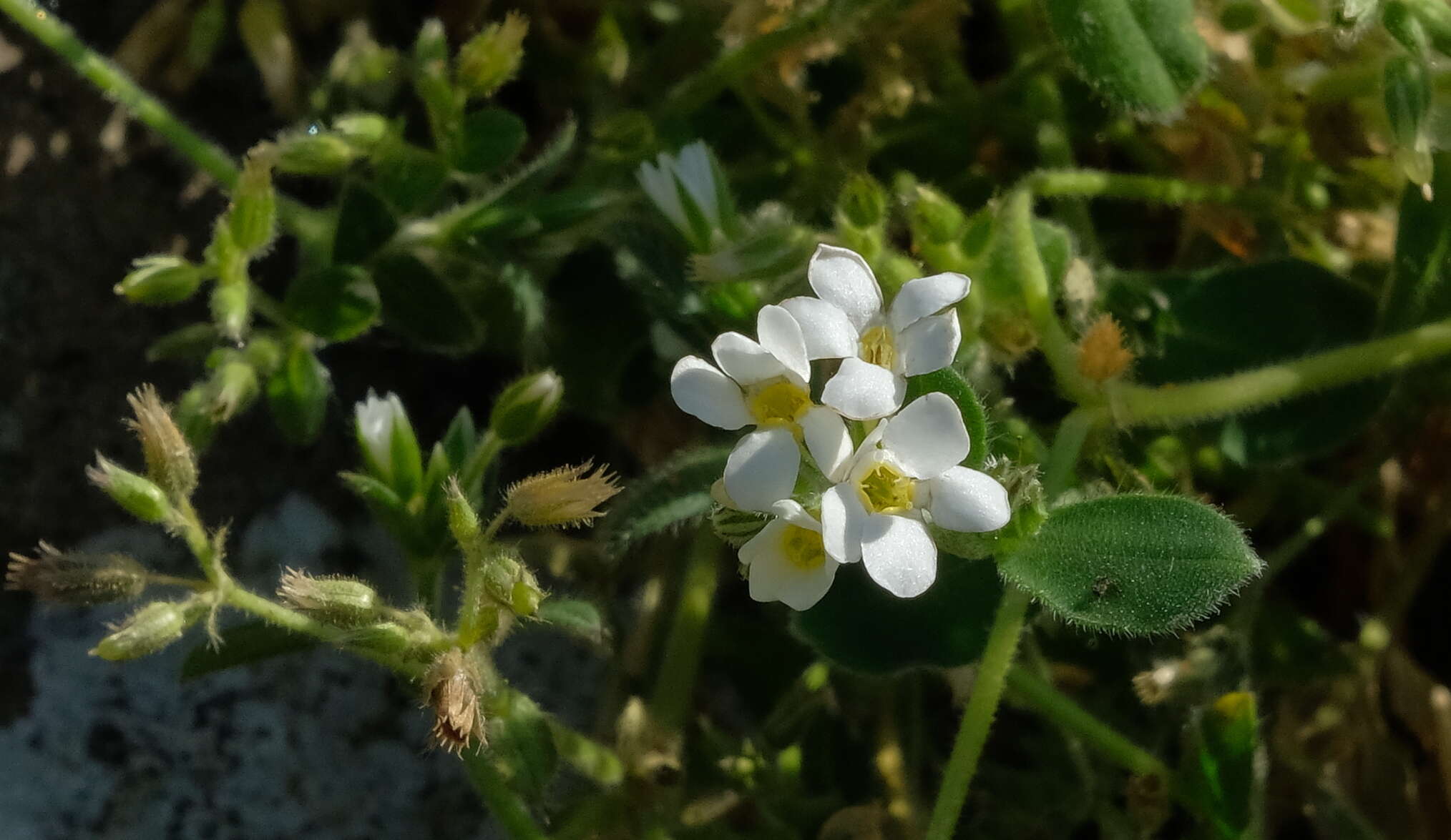 Imagem de Myosotis lytteltonensis (Laing & A. Wall) de Lange