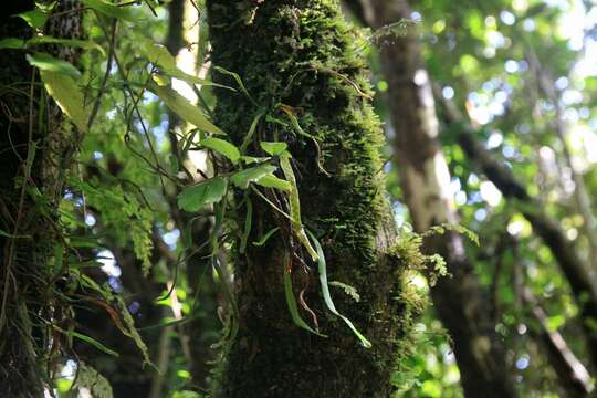 Слика од Notogrammitis angustifolia (Jacq.) Parris