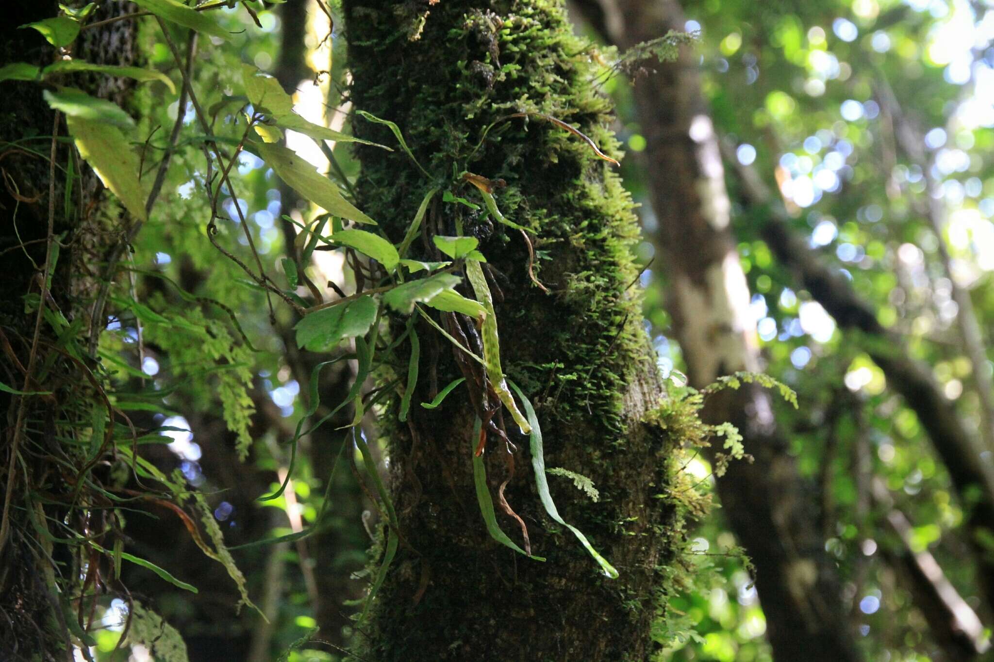 Notogrammitis angustifolia (Jacq.) Parris的圖片