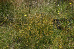 Image of Goodenia macbarronii R. Carolin