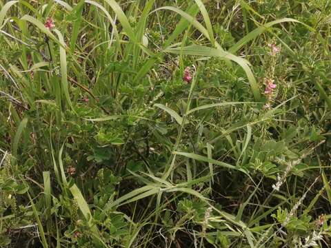 Image of <i>Indigofera <i>schimperi</i></i> Jaub. & Spach var. schimperi