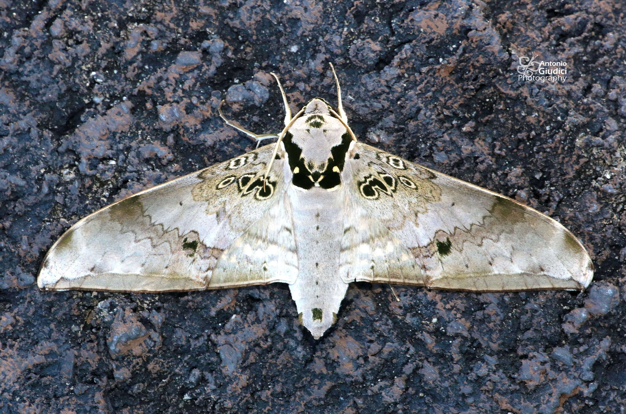 Image of Ambulyx canescens (Walker (1865))